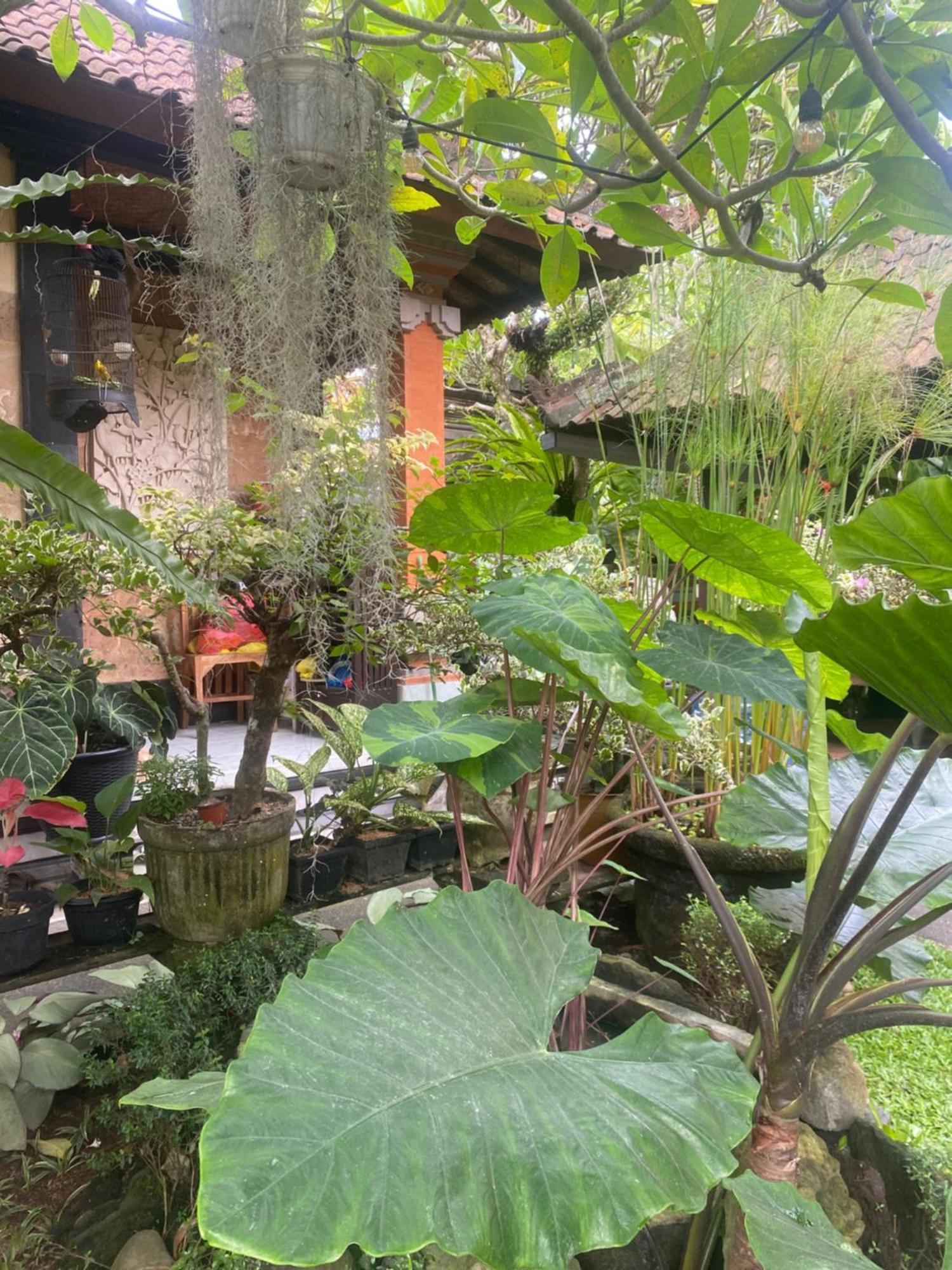 Gus Arditya Homestay Убуд Екстер'єр фото